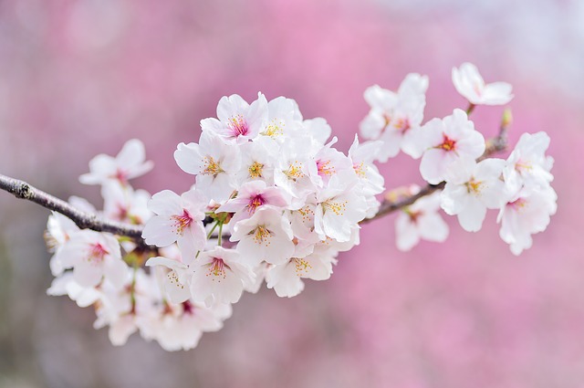 村松公園21年の桜の見頃は 一緒に周辺情報を紹介 イッツマイライフ