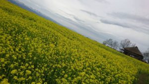 福島潟の菜の花の見頃 21年はいつ 周辺のスポットも徹底紹介 イッツマイライフ